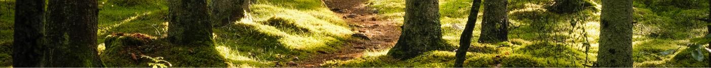 Woods with green grass